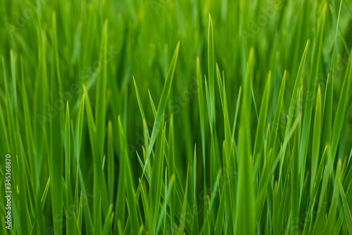 Green grass fading out of focus. 