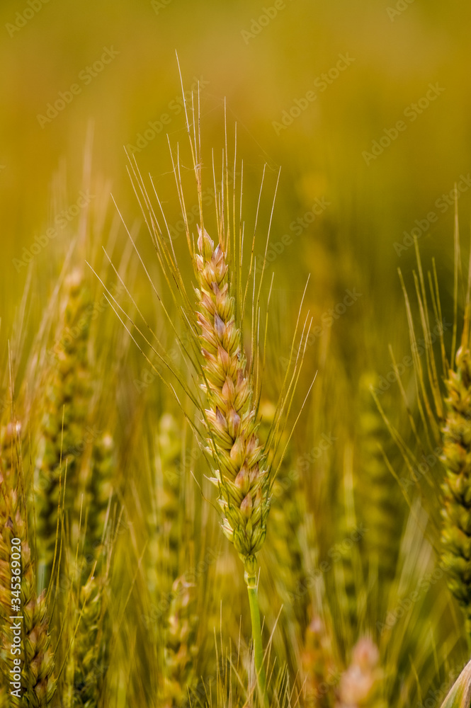 golden wheat field close up - background