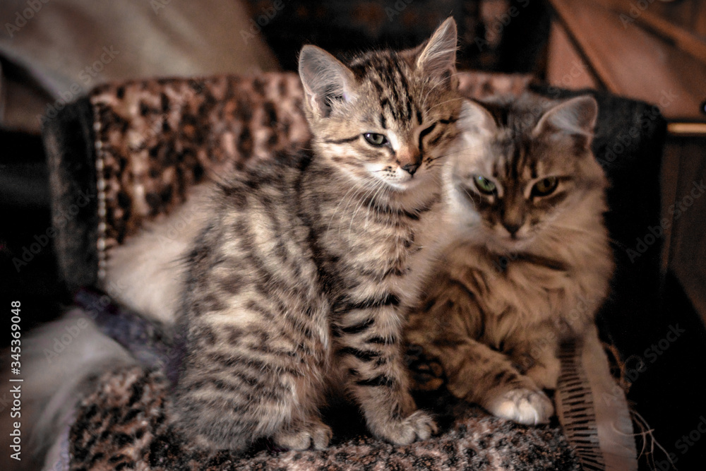 blanket house striped gray-cream kitten and cat are resting on a spotted blanket, a cute screensaver with fluffy animals, selective focus and a cozy picture of life, a Scandinavian hygge