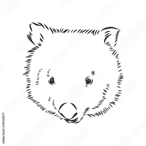 illustratuin with wombat sketch isolated on white background, wombat, vector sketch illustration