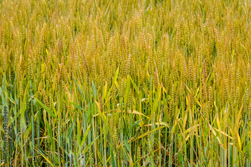 Fototapeta premium golden wheat field background