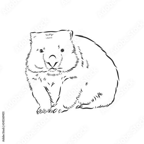 illustratuin with wombat sketch isolated on white background, wombat, vector sketch illustration