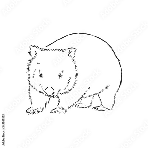 illustratuin with wombat sketch isolated on white background, wombat, vector sketch illustration