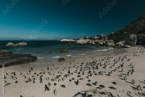 A flock of penguins are standing on the beach in Africa