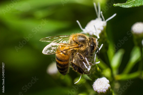 Pollinating bee posed on flower © Alex Souto Maior