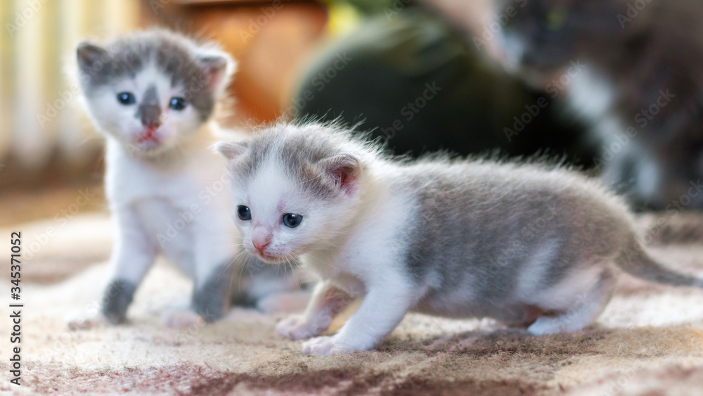 Obraz premium Two little kittens in the room are making the first steps