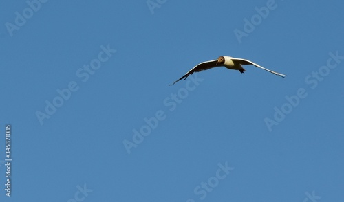 seagull flying in the sky over the ocean and lake