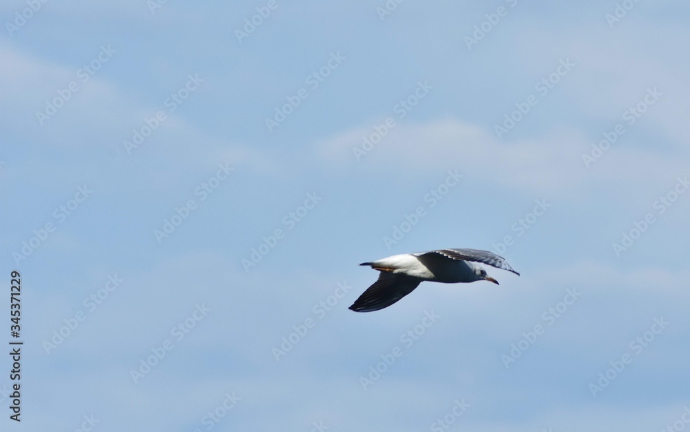 seagull flying in the sky over the ocean and lake seagull flying in the sky over the ocean and lake
