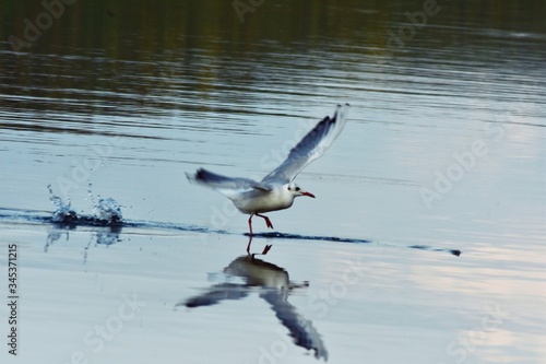 seagull flying in the sky over the ocean and lake © badescu