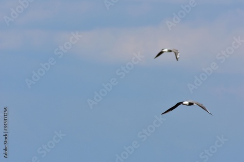 seagull flying in the sky over the ocean and lake