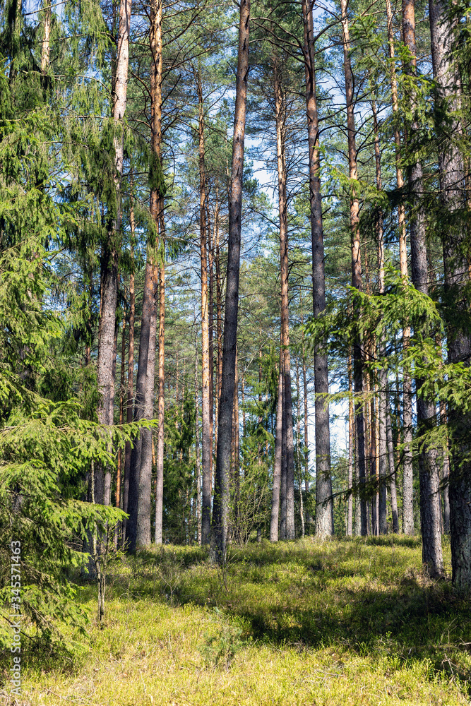 Obraz premium View of the beautiful forest illuminated by the rays of the sun.