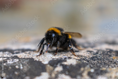 A close up of a very large bumble bee with impressive orange/yellow hairy stripes and delicate wings.  He is resting on a stone. © Victoria_Hunter