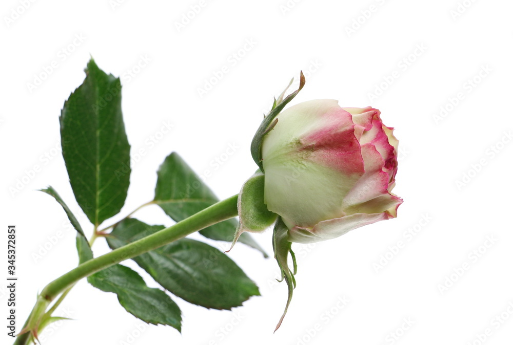 Young red rose flower with stem and leaves isolated on white background with clipping path Young red rose flower with stem and leaves isolated on white background with clipping path