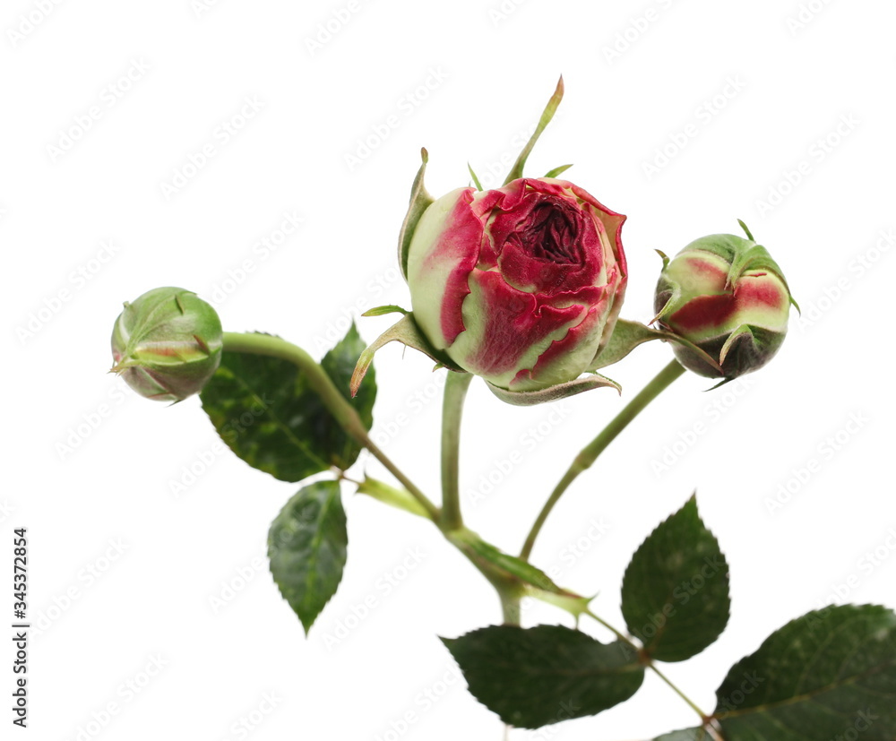Obraz premium Young red rose flower with stem and leaves isolated on white background with clipping path