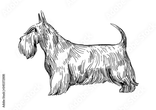 Sketch of  scottish terrier. Dog breed. Black outline on transparent background
