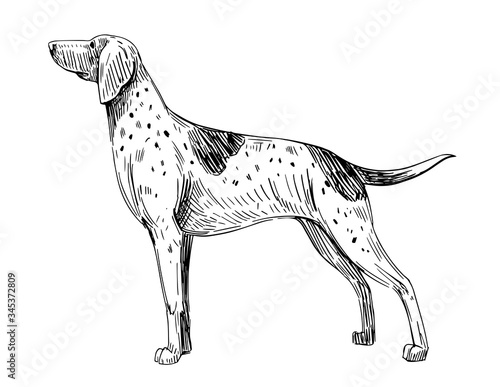 Sketch of  Weimaraner. Pointing Dog.Dog breed. Black outline on transparent background