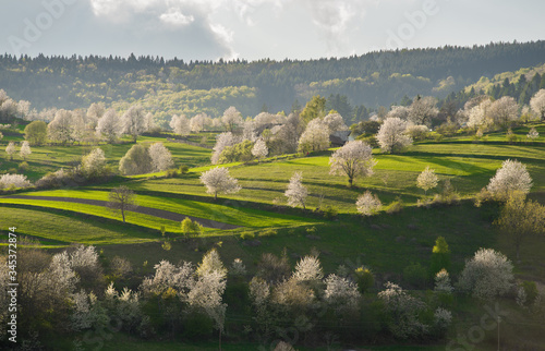 Beautiful spring view to the fields and meadows. Blooming cherries. Slovakia nature. Hrinova, Europe.  photo