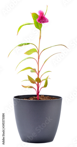 Plant with pink blossom in gray pot isolated on white background