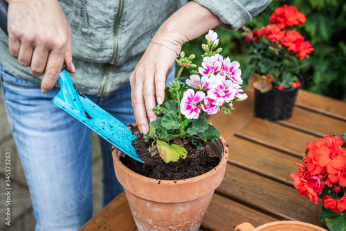 Photos Woman planting geranium into flower pot