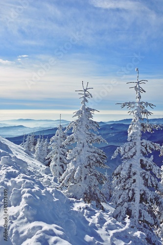 winter landscape mountains with frozen forest and snow on trees in sunny day