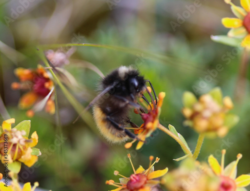 Bombus ruderarius, commonly known as the red shanked carder bee
