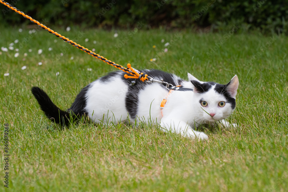 Junge schwarz weiße Katze im Grünen mit Leine und Geschirr Katzengeschirr Junge schwarz weiße Katze im Grünen mit Leine und Geschirr Katzengeschirr