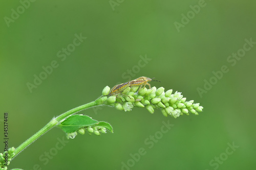 Insect sex on flowers