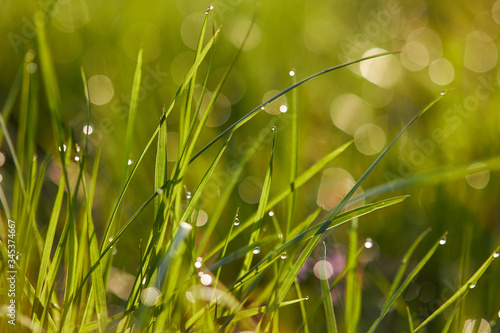Green grass with dew drops at sunrise