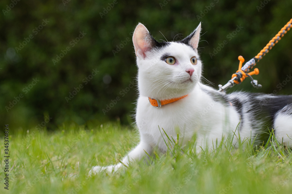 Junge schwarz weiße Katze im Grünen mit Leine und Geschirr Katzengeschirr Junge schwarz weiße Katze im Grünen mit Leine und Geschirr Katzengeschirr
