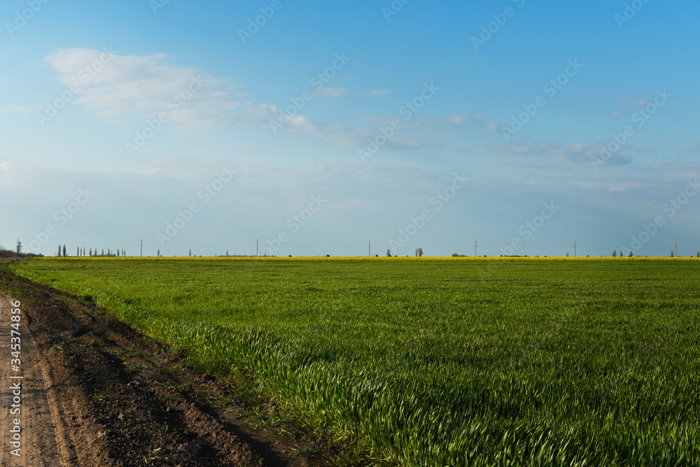 Green field, road and blue sky. Green field, road and blue sky.