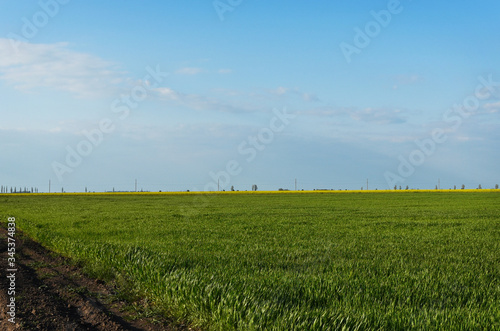 Wheat is growing. Green field and blue sky.