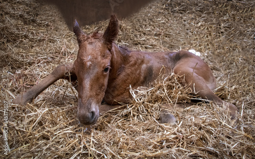 New born Foal