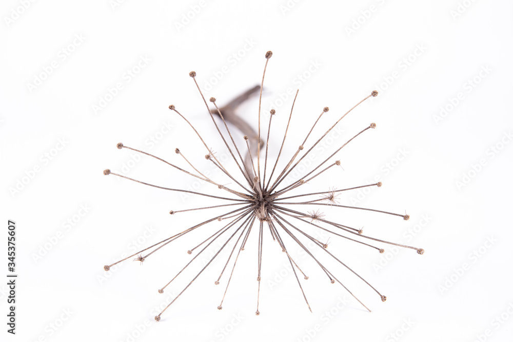 A dried withered plant on a white background A dried withered plant on a white background