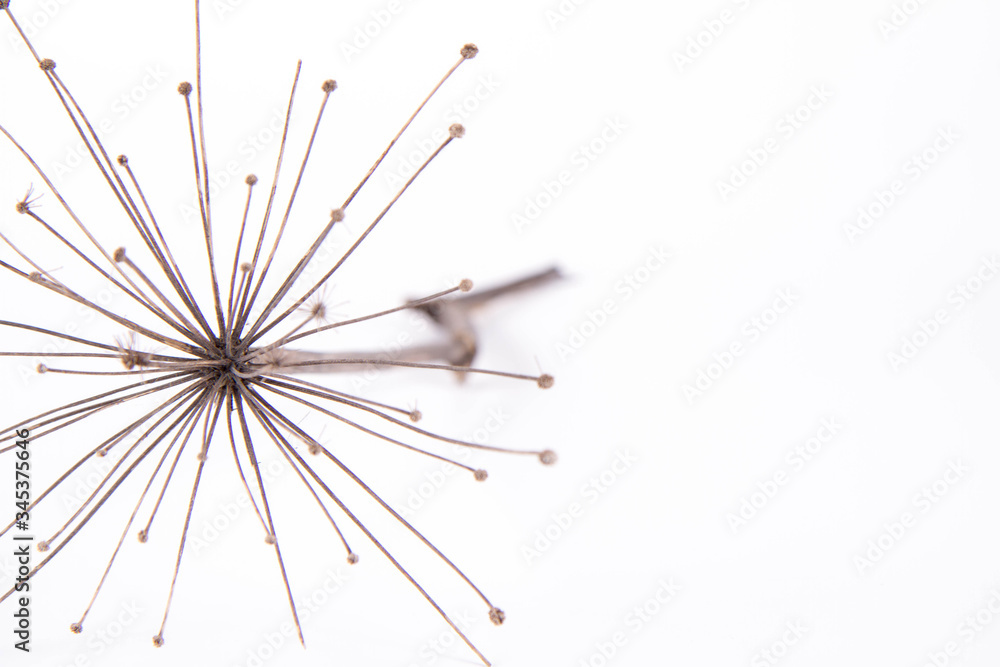Fototapeta premium A dried withered plant on a white background