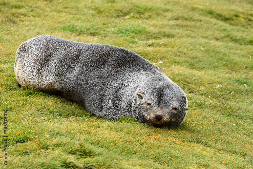 Obraz premium Antarctic fur seal pup at Fortuna Bay, South Georgia Island