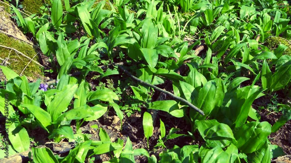 The leaves of wild garlic in the spring forest are many near glade. Shadows of trees, broken branches on the ground. The leaves of wild garlic in the spring forest are many near glade. Shadows of trees, broken branches on the ground.