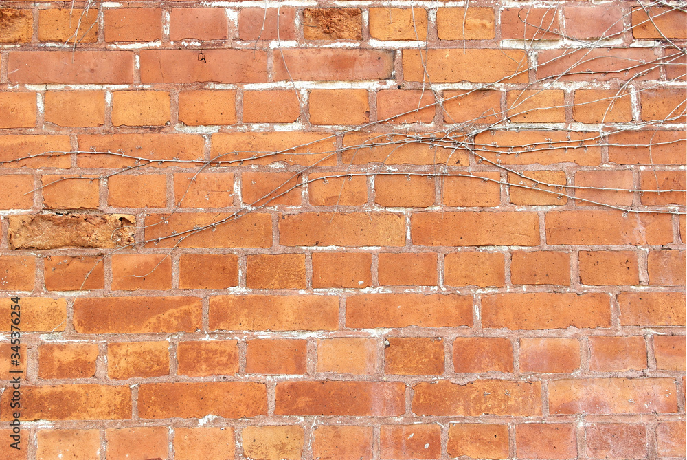 Obraz premium texture of a brick wall of an old building with plant branches