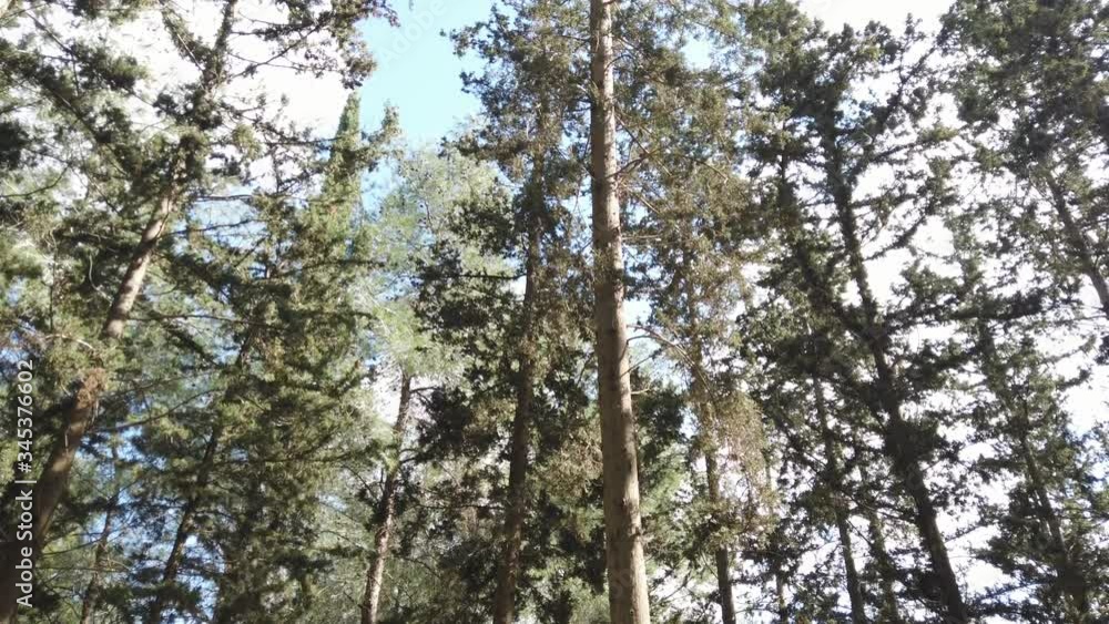 Arabian horse eats grass in the forest. Arabian horse eats grass in the forest.
