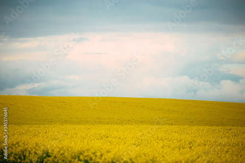 pola, niebo, krajobraz, zółty, rolnictwa, charakter, blękit, olej rzepakowy © SENKI