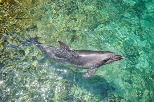 Beautiful dolphin smiling in blue swimming pool water on clear sunny day.