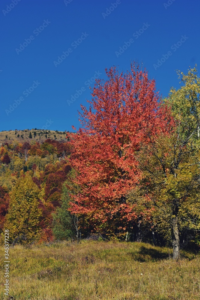 autumn landscape with golden vibrant trees leaves in sunny day 