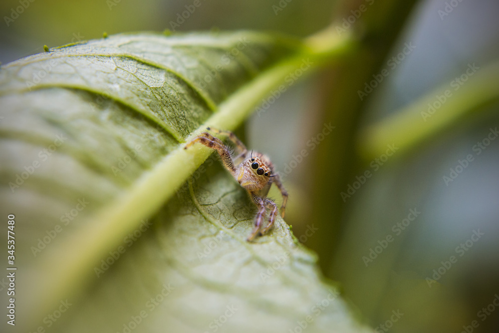 Small spider on leaf in the garden