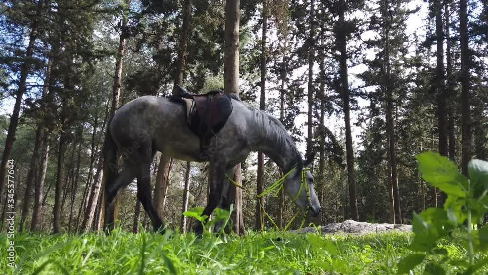 Arabian horse eats grass in the forest. Arabian horse eats grass in the forest.
