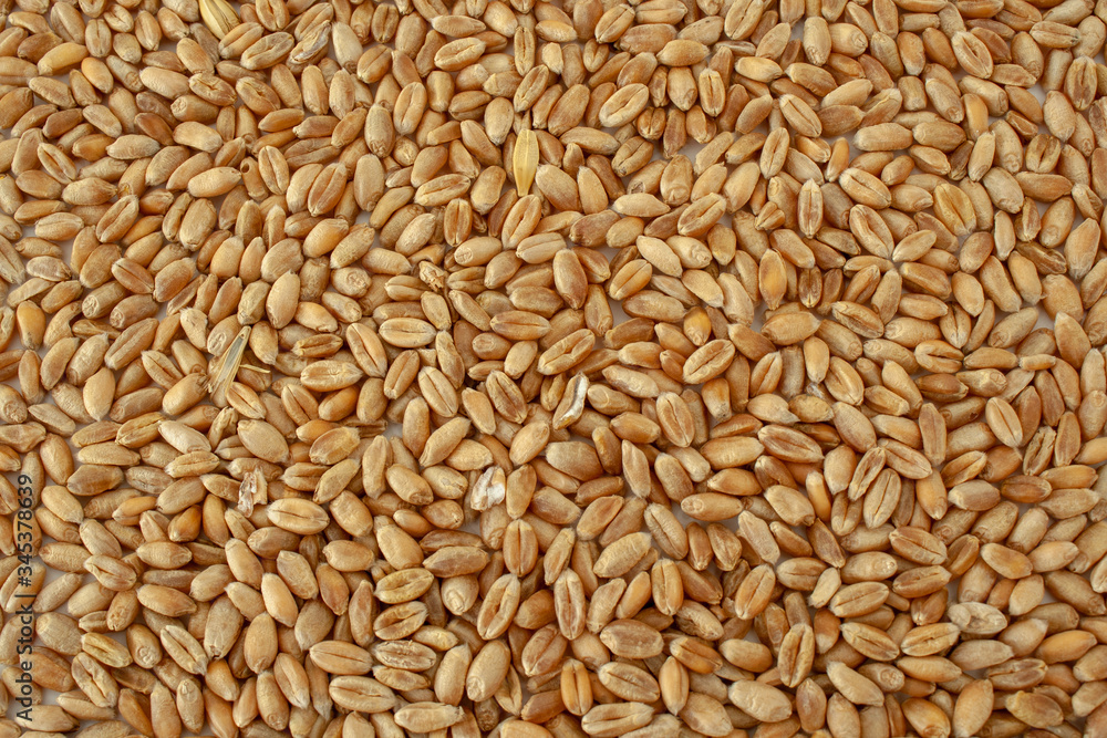 horizontal background, wheat grain texture, natural dry grain on the whole image, macro shot horizontal background, wheat grain texture, natural dry grain on the whole image, macro shot