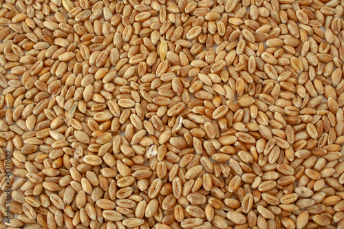 horizontal background, wheat grain texture, natural dry grain on the whole image, macro shot