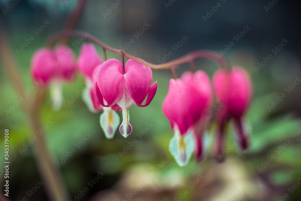 bleeding heart flower bleeding heart flower
