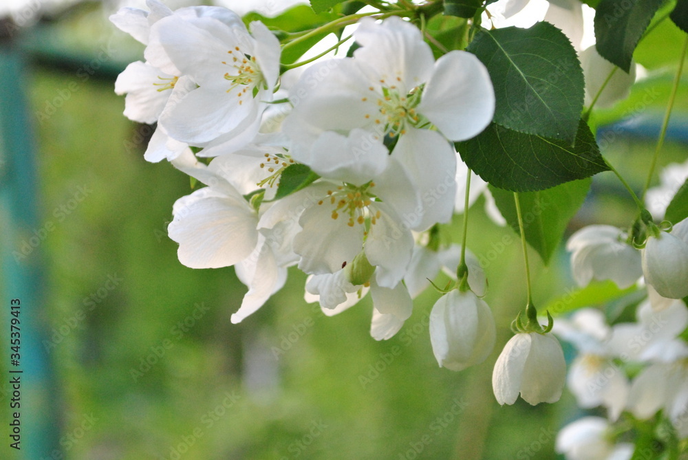 Spring Apple blossom Spring Apple blossom