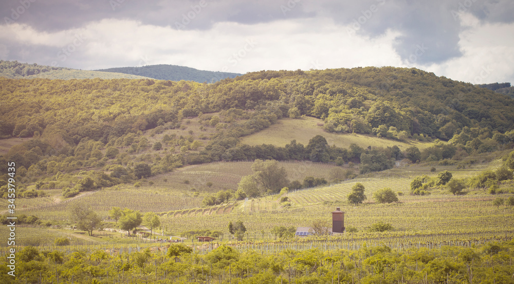 romantic spring vineyard countryside in Pezinok