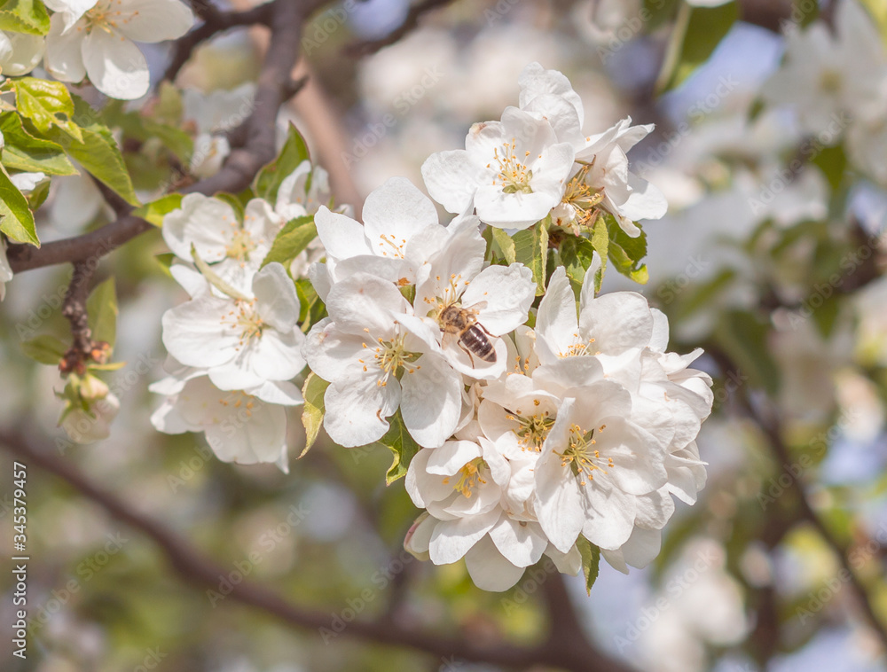 honey bee on apple flowers