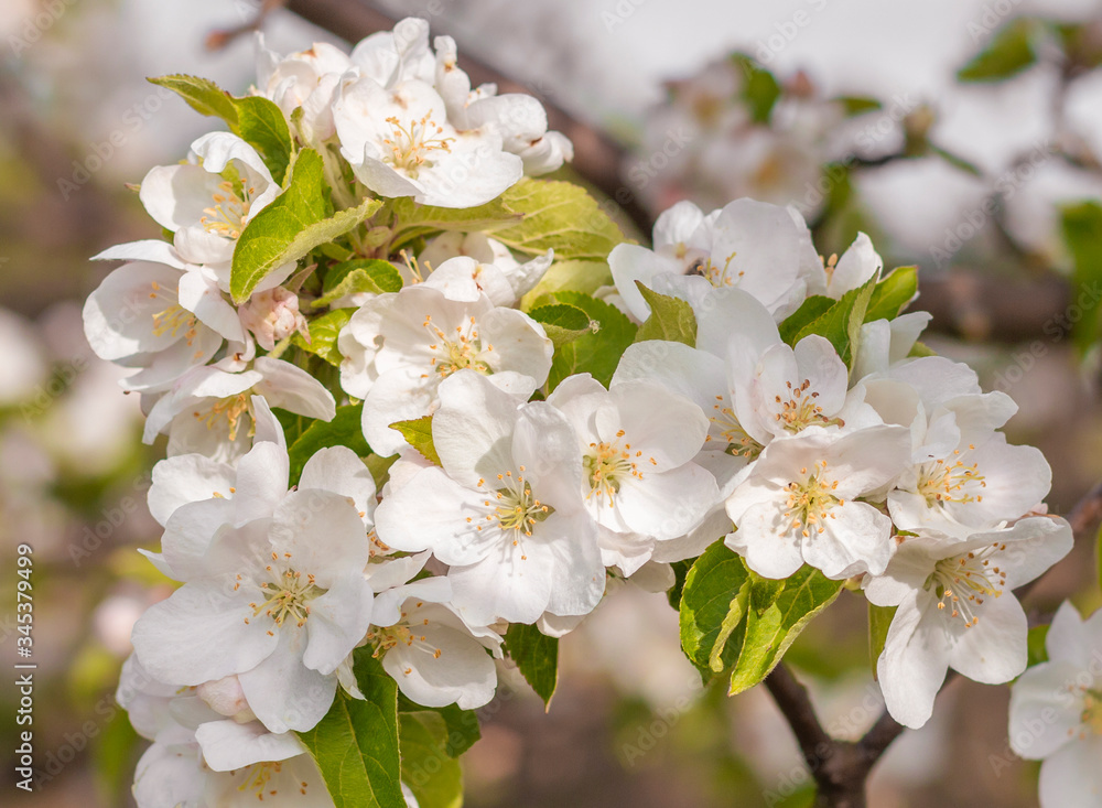 blossom apple tree branch full of white flowers